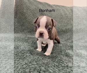 Medium Boston Terrier