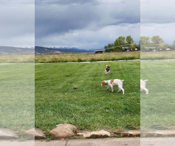 Medium Photo #11 Brittany Puppy For Sale in MONTROSE, CO, USA