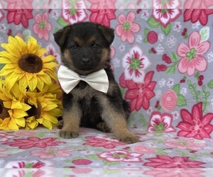 German Shepherd Dog Puppy for sale in LANCASTER, PA, USA