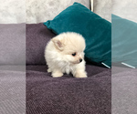 Small Photo #5 Pomeranian Puppy For Sale in WOOD DALE, IL, USA