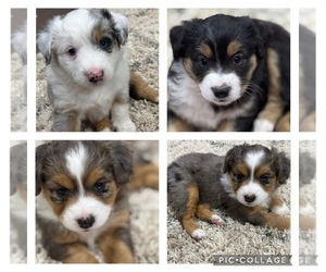 Miniature Australian Shepherd Puppy for sale in NIXA, MO, USA