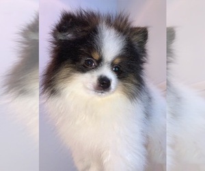 Pomeranian Puppy for sale in DES MOINES, WA, USA