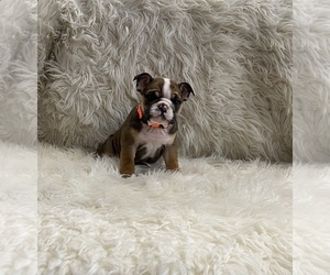 Bulldog Puppy for sale in PUYALLUP, WA, USA