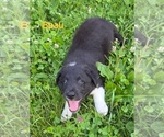 Puppy Puppy 1 Border Collie