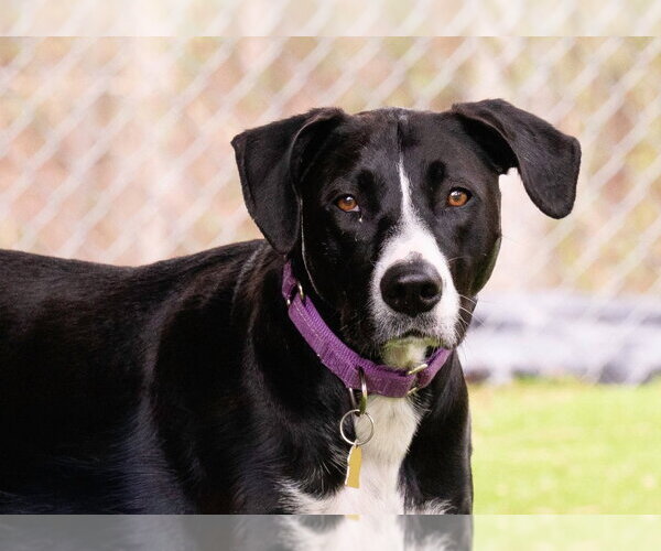 Medium Photo #5 Lab-Pointer Puppy For Sale in Ellijay, GA, USA