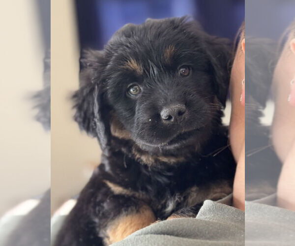 Medium Photo #3 Golden Retriever-Unknown Mix Puppy For Sale in Grafton, WI, USA