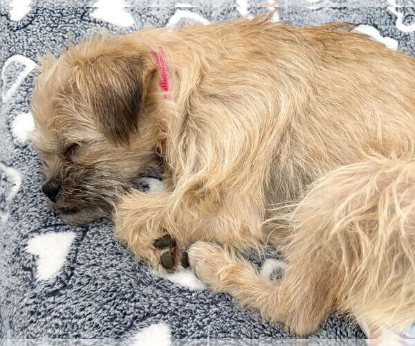 Medium Photo #4 Border Terrier-Unknown Mix Puppy For Sale in Corona, CA, USA