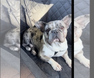 Father of the French Bulldog puppies born on 12/19/2024