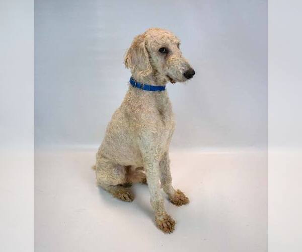 Medium Photo #5 Labradoodle Puppy For Sale in Kennesaw, GA, USA