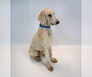 Salvatore - Male Labradoodle Dog for Adoption - Photo #5