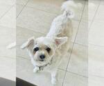 Small #2 Bichon Frise