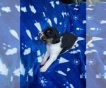 Small Photo #21 American Foxhound Puppy For Sale in AIKEN, SC, USA