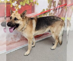 German Shepherd Dog Dogs for adoption in San Bernardino, CA, USA