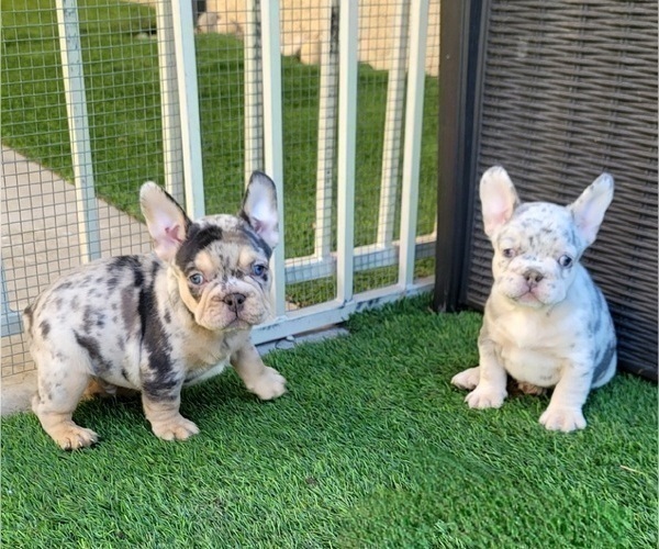 Medium Photo #9 French Bulldog Puppy For Sale in LAS VEGAS, NV, USA