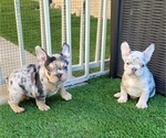 Small #8 French Bulldog