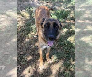 LULU - Female German Shepherd Dog Dog for Adoption - Photo #3