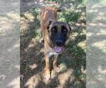 Small Photo #3 German Shepherd Dog Puppy For Sale in Riverside, CA, USA