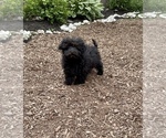 Small Photo #4 ShihPoo Puppy For Sale in SOUTH ORANGE, NJ, USA