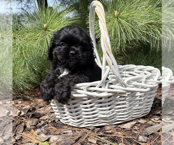 Medium Photo #5 Cocker Spaniel Puppy For Sale in MIDDLEBURY, IN, USA