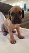 Small Photo #1 Great Dane Puppy For Sale in PIONEER, CA, USA
