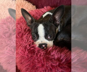Medium Boston Terrier