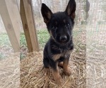 Puppy 6 German Shepherd Dog