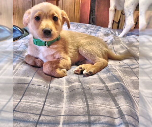 Medium Photo #3 Cheeks Puppy For Sale in Rutherfordton, NC, USA