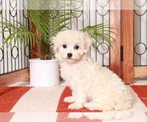 Maltipoo Puppy for sale in NAPLES, FL, USA