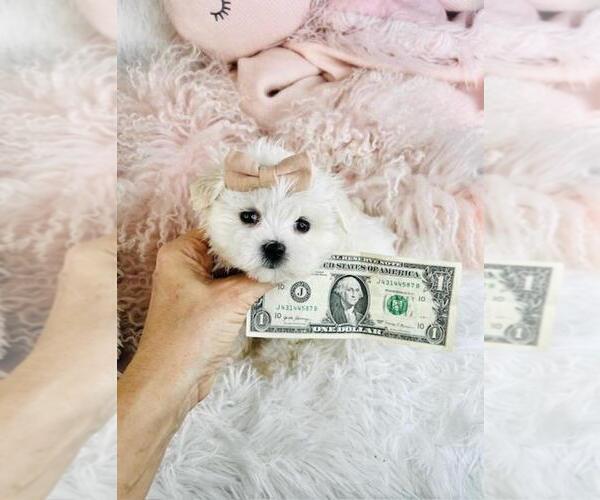 Medium Photo #1 Maltese Puppy For Sale in PEMBROKE PINES, FL, USA