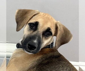 Black Mouth Cur-Unknown Mix Dogs for adoption in Jefferson, NJ, USA