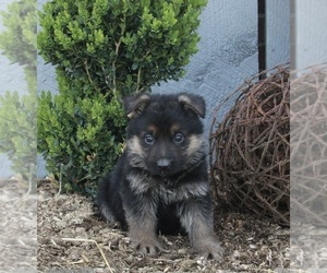 German Shepherd Dog Puppy for sale in FREDERICKSBURG, OH, USA