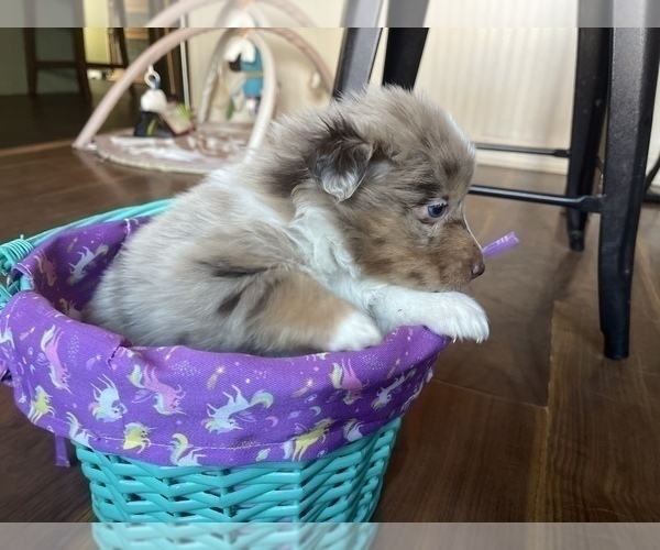 Medium Photo #9 Australian Shepherd Puppy For Sale in YADKINVILLE, NC, USA