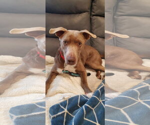 Retriever -Unknown Mix Dogs for adoption in Woodbury, NY, USA