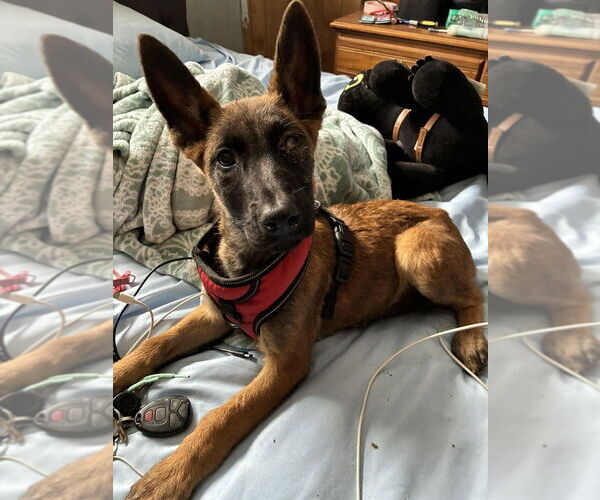 Medium Photo #2 Mutt Puppy For Sale in Imlay City, MI, USA