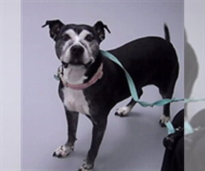 Mutt Dogs for adoption in St. Cloud, FL, USA