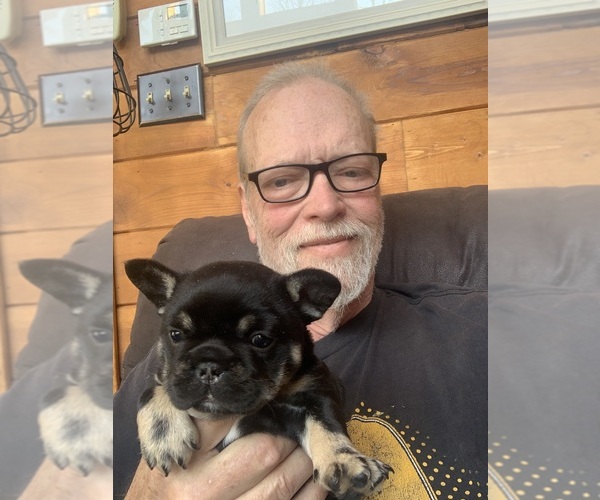 Medium Photo #2 French Bulldog Puppy For Sale in WAUSAUKEE, WI, USA