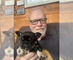 Small #1 French Bulldog