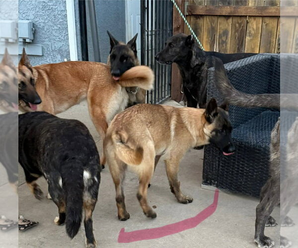 Medium Photo #2 Mutt Puppy For Sale in Imlay City, MI, USA