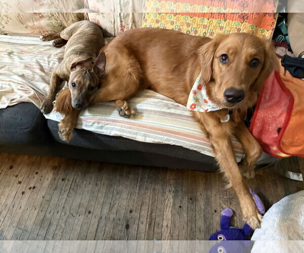 Medium Photo #33 Mutt Puppy For Sale in Philadelphia, PA, USA