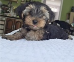 Small #36 Yorkshire Terrier