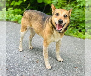 Mutt Dogs for adoption in Clarkesville, GA, USA