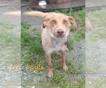Small Colonial Cocker Spaniel-Retriever  Mix