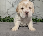 Small #9 Cocker-Pei