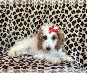 Cockapoo Puppy for sale in LAKELAND, FL, USA