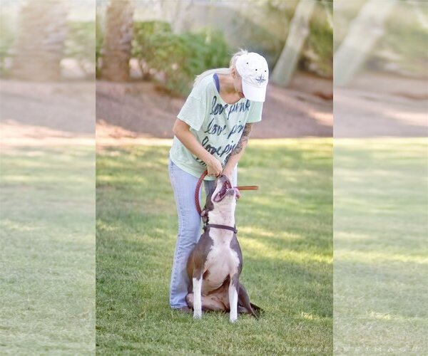 Medium Photo #11 Bullboxer Pit Puppy For Sale in Chandler, AZ, USA