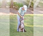 Small Photo #11 Bullboxer Pit Puppy For Sale in Chandler, AZ, USA