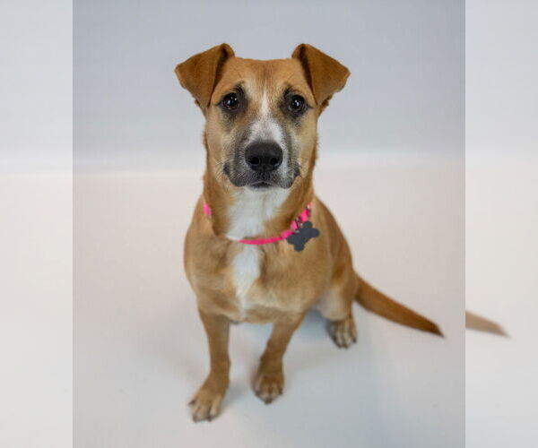 Medium Photo #5 Mutt Puppy For Sale in Kennesaw, GA, USA