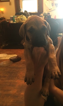 Medium Photo #9 Great Dane Puppy For Sale in WEIRTON, WV, USA