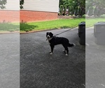 Small Photo #1 Golden Mountain Dog Puppy For Sale in CHARLOTTE, NC, USA