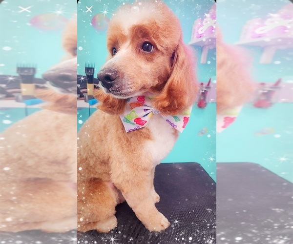 Medium Photo #4 Goldendoodle (Miniature) Puppy For Sale in BELCHERTOWN, MA, USA